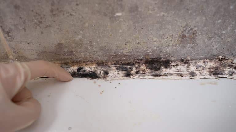 Best Black Mold Removal  in Kenner, LA